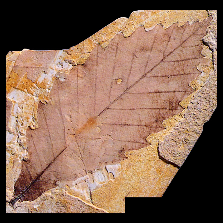 葉っぱ の 化石